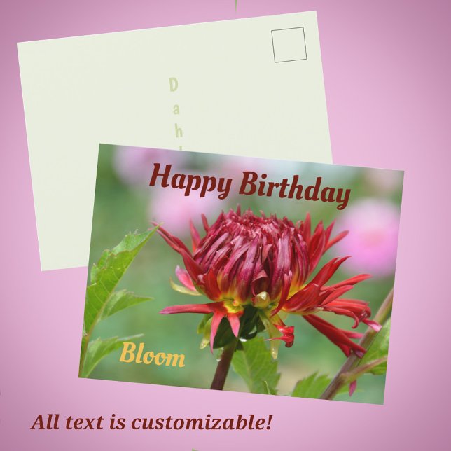 Carte Postale Dahlia rouge prêt à fleurir Photographie d'anniver (Créateur téléchargé)