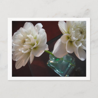 Carte Postale Dahlias blancs