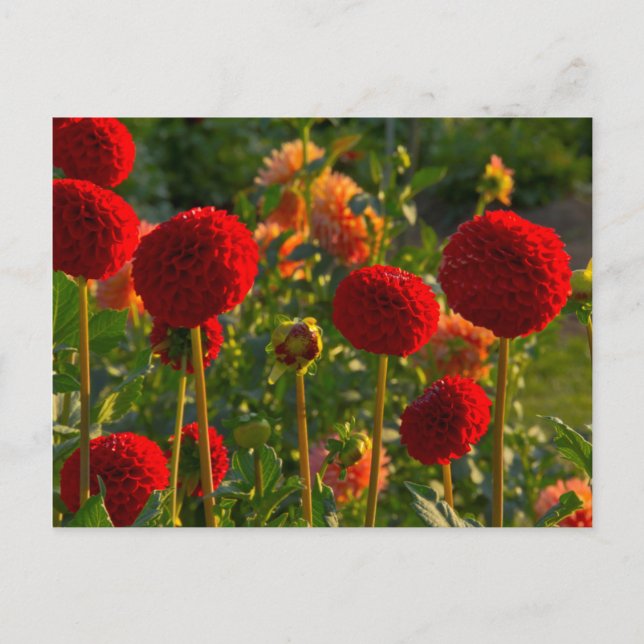 Carte Postale Dahlias, dahlia farm, Canby, Oregon, États-Unis 3 (Devant)