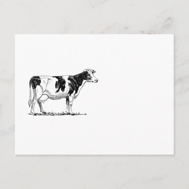 Carte Postale Dairy Cow Holstein Dessin au crayon de Frésie (Devant)