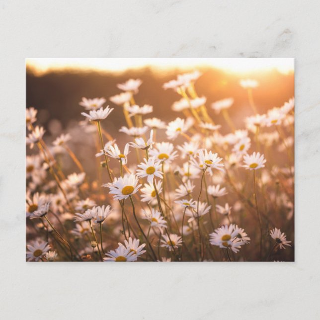 Carte Postale Daisées oculaires du coucher de soleil (Devant)