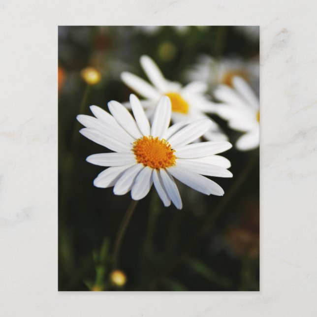 Carte Postale Daisy (Devant)