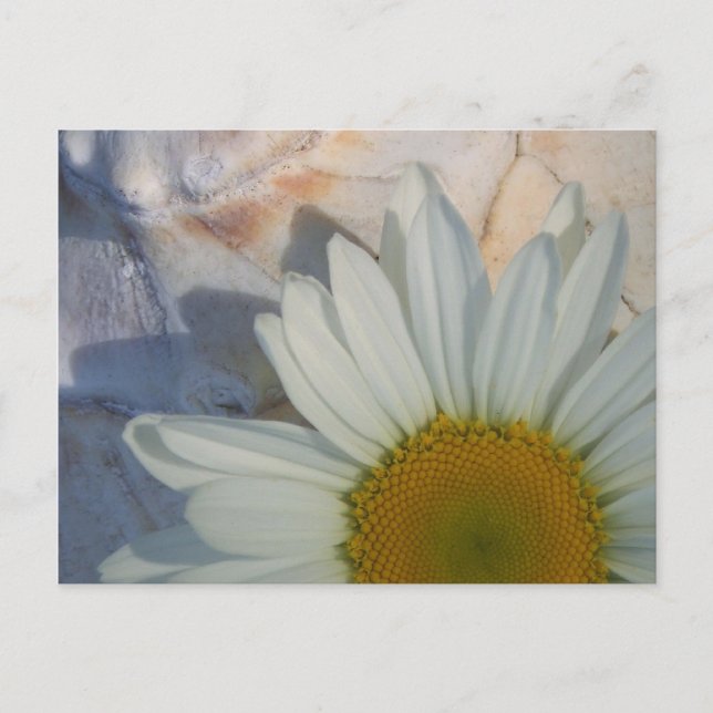Carte postale Daisy (Devant)