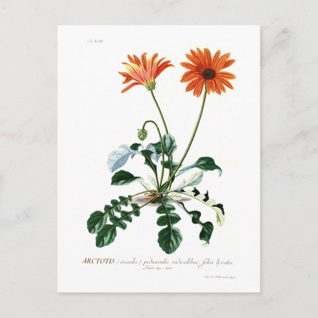 Carte Postale Daisy africain (Devant)
