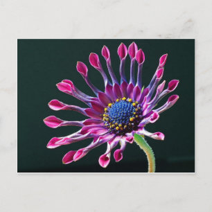 Carte Postale Daisy africain