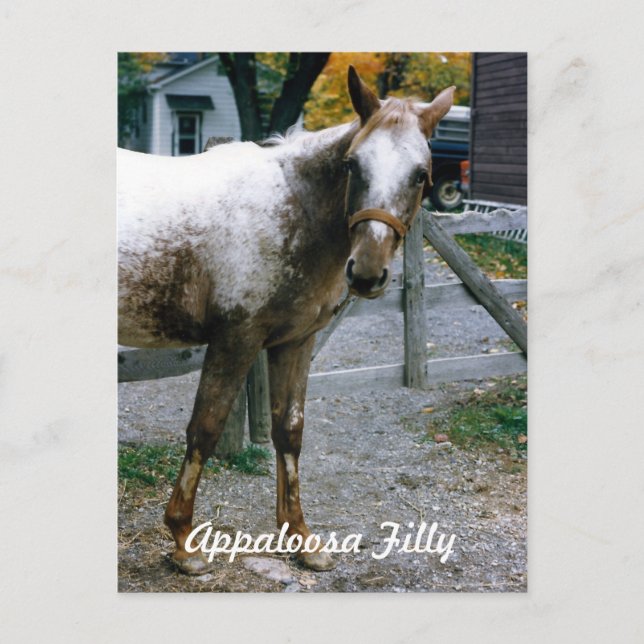 Carte Postale "Daisy" Appaloosa Filly (Devant)