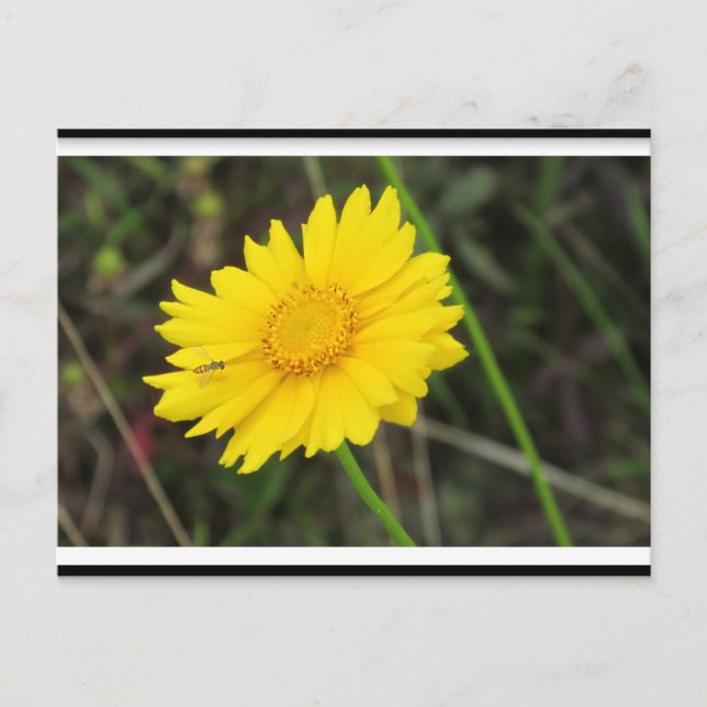 Carte Postale Daisy avec Bee Postcard (Devant)