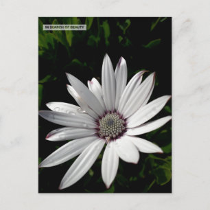 Carte postale Daisy Flower