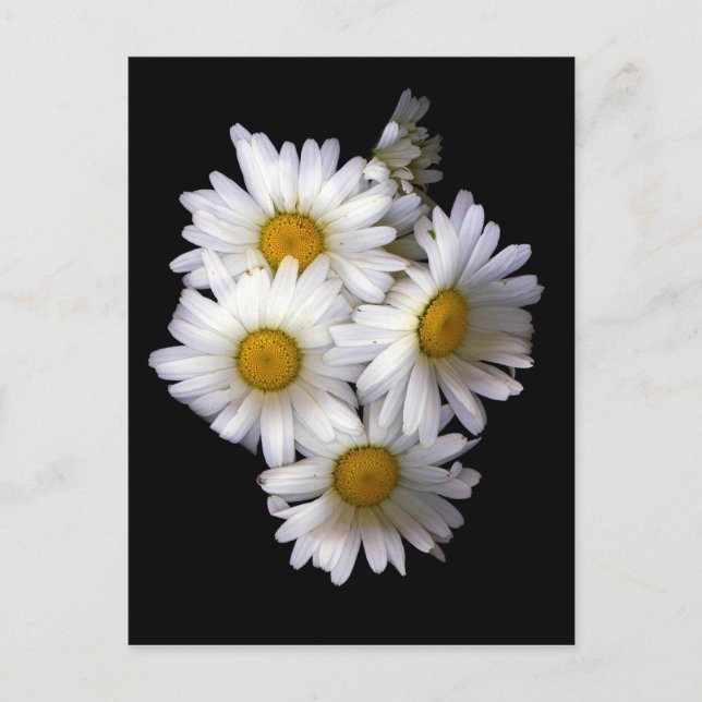 Carte Postale Daisy IV (Devant)