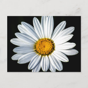 Carte postale Daisy Mae