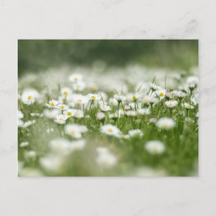 Carte Postale Daisy Meadow
