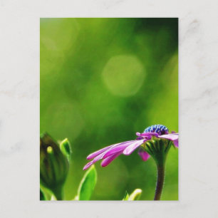 Carte Postale Daisy Sur Mon Balcon