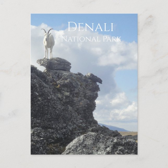 Carte Postale Dall Sheep Atop Mount Wright, Denali NP, Alaska (Devant)