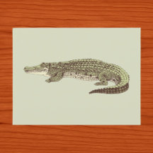 Carte postale d'alligator
