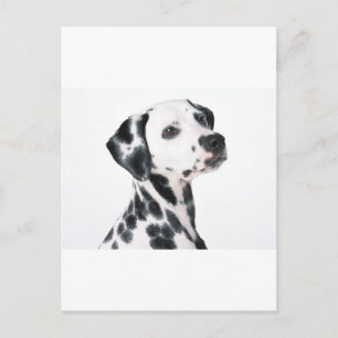 Carte Postale Dalmatien