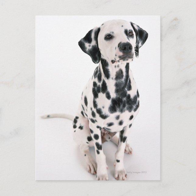 Carte Postale Dalmatien (Devant)