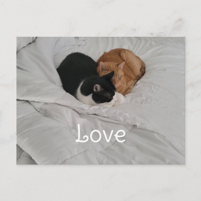 Carte postale d'amour avec un cœur de chat (Devant)