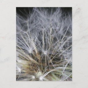 Carte Postale Dandelion