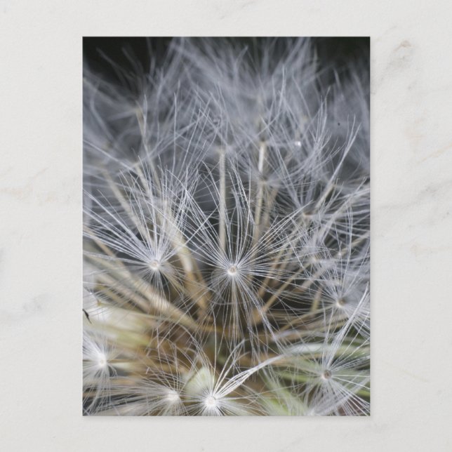Carte Postale Dandelion (Devant)