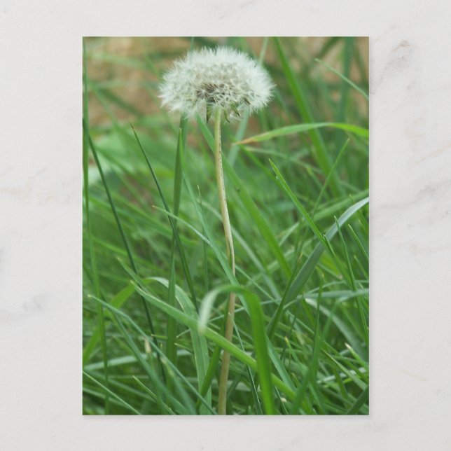 Carte Postale Dandelion (Devant)