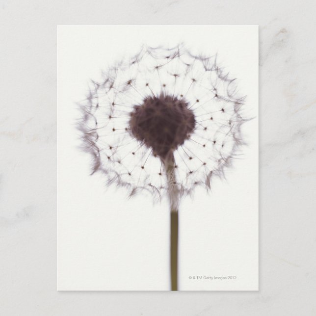 Carte Postale Dandelion (Devant)