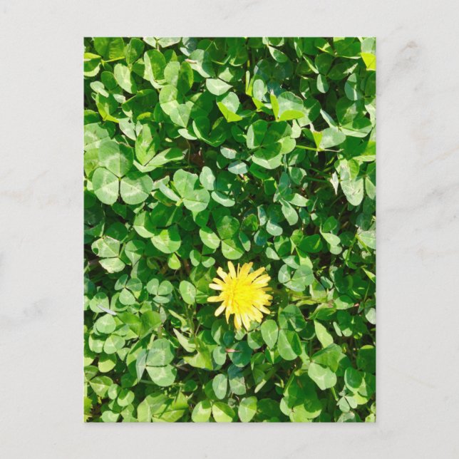 Carte Postale dandelion (Devant)