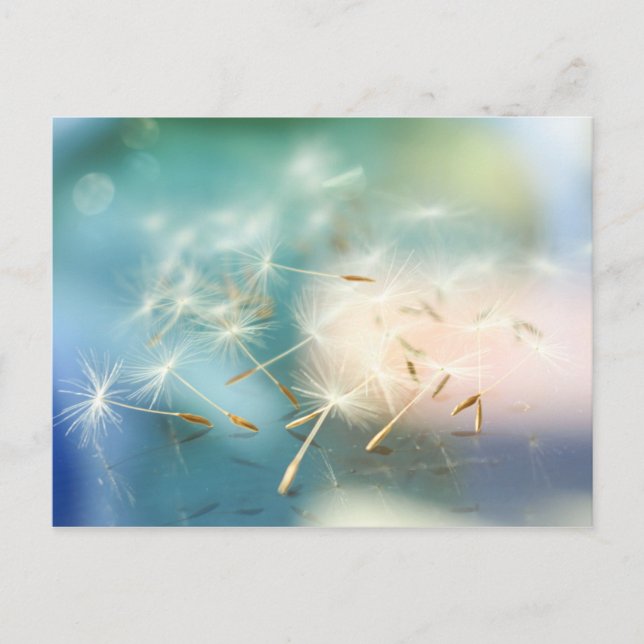 Carte Postale Dandelion (Devant)