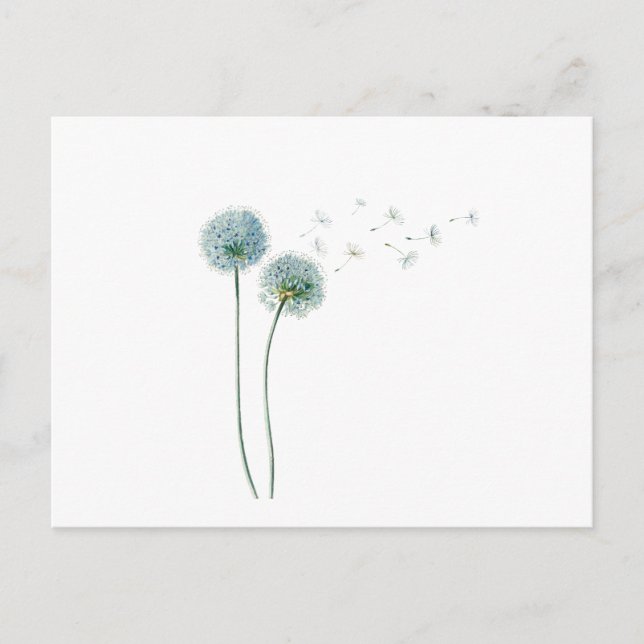 Carte postale Dandelion (Devant)