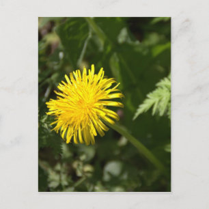 Carte Postale Dandelion