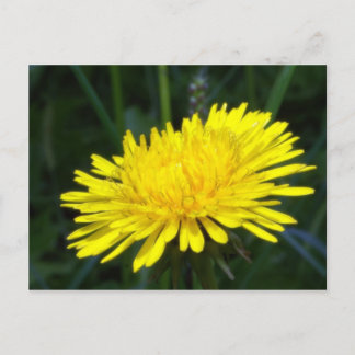 Carte Postale dandelion2