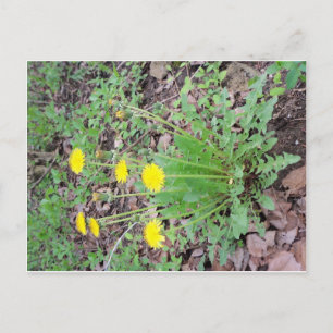 Carte Postale Dandelion Bundle