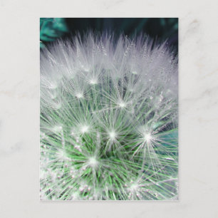 Carte Postale Dandelion cool vert et blanc avec gouttes d'eau