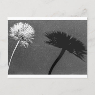 Carte Postale Dandelion et ombre