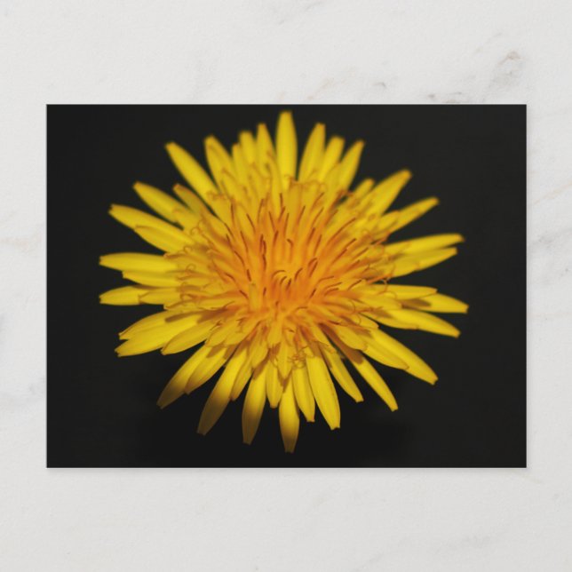 Carte Postale Dandelion Flower pccna (Devant)