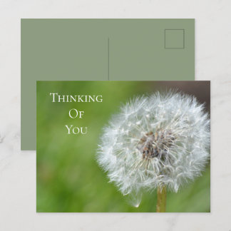 Carte Postale Dandelion Flower Thing of You