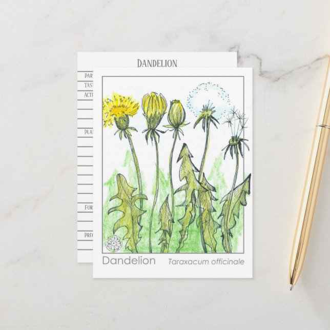 Carte Postale Dandelion Materia Medica Herbal Plante Study Card (Devant/Arrière en situation)