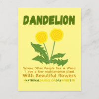Dandelion n'est pas une mauvaise herbe dans mon ja