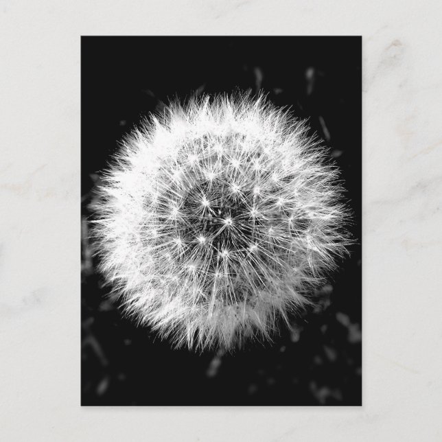Carte Postale Dandelion noir et blanc (Devant)