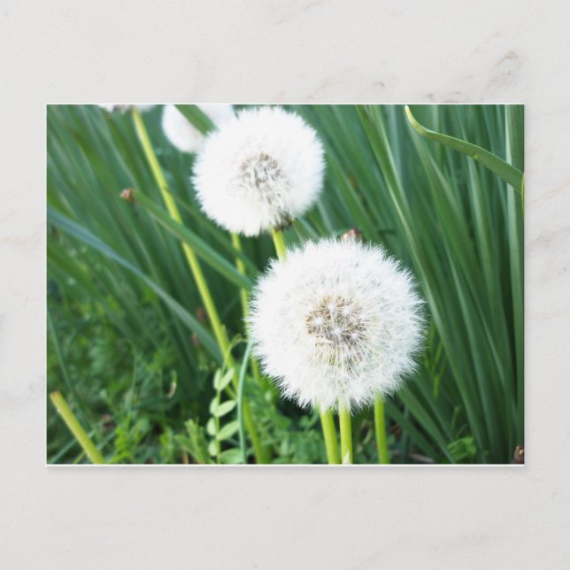 Carte Postale Dandelion Puff (Devant)