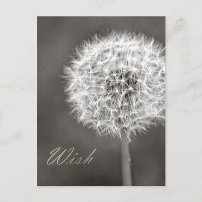 Carte Postale Dandelion Wish (Devant)