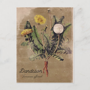 Carte postale DandelionFlower de style vintage