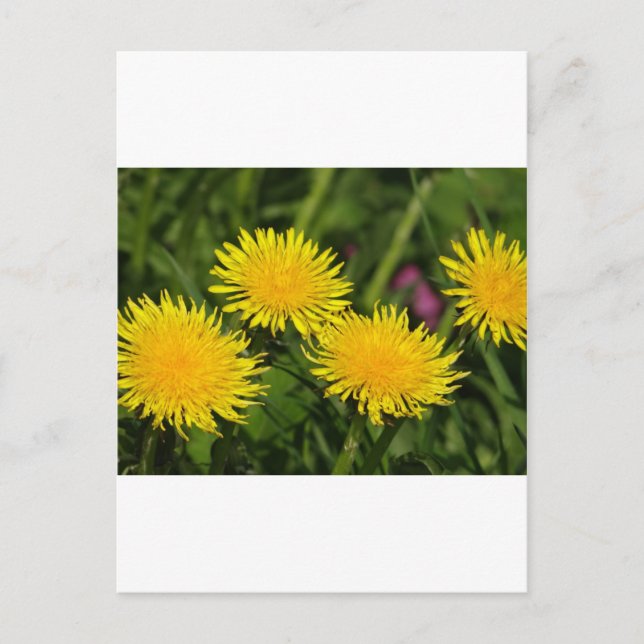 Carte Postale Dandelions (Devant)