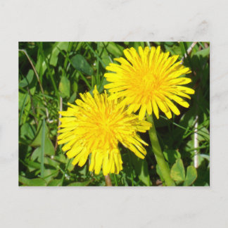 Carte Postale Dandelions