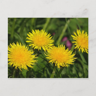 Carte Postale Dandelions