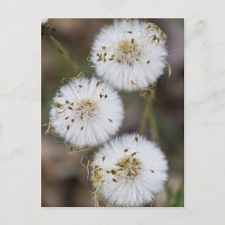 Carte Postale Dandelions Fluffy