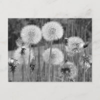 Dandelions noirs et blancs