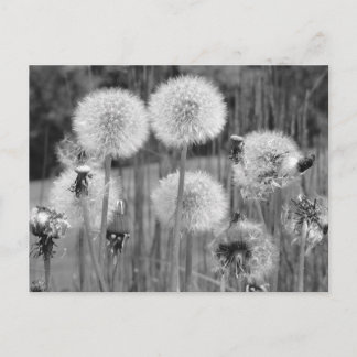 Carte Postale Dandelions noirs et blancs