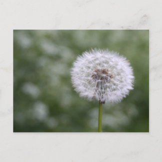 Carte postale Dandiliion