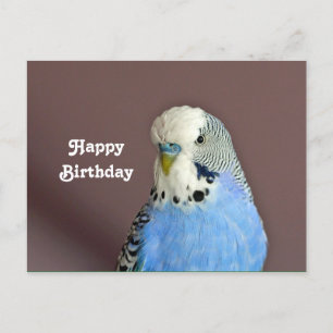 Carte postale d'anniversaire avec photo de perroqu