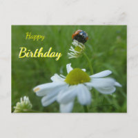 Carte postale d'anniversaire coccinelle sur fleur 